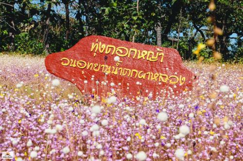 ทุ่งดอกไม้ป่าน้ำตกผาหลวง